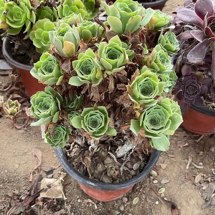 绿玫瑰玫瑰玫瑰玫瑰