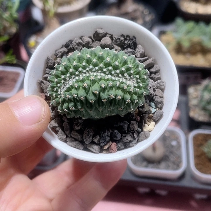 066实生菊水缀化仙人球