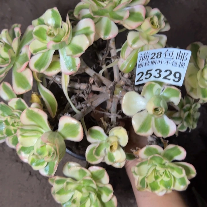 25329南燕姿多肉植物