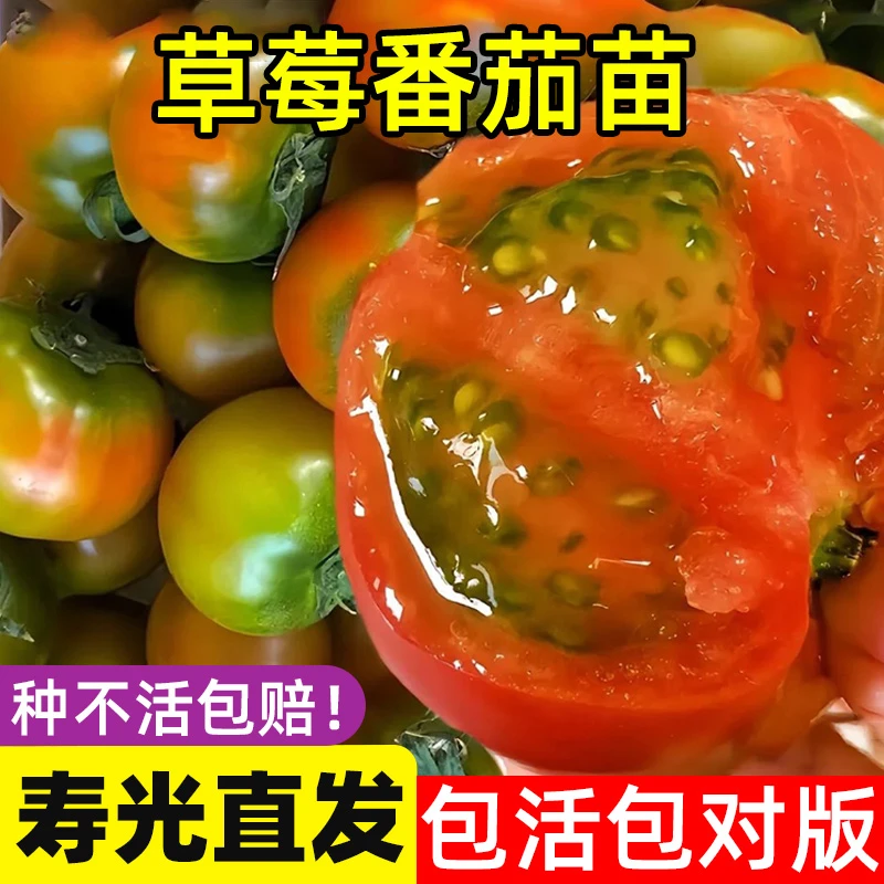 寿光草莓番茄苗草莓柿子特色大果铁皮西红柿阳台家庭果蔬盆栽优质