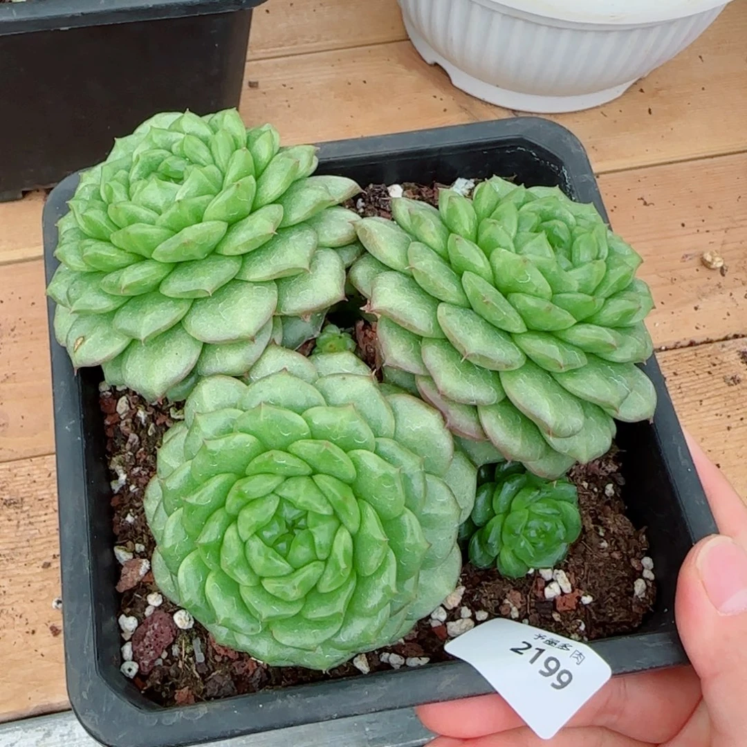 灯泡珍妮群，2199多肉植物