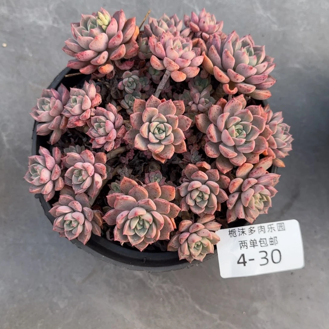 4-30小叶红粉多肉植物