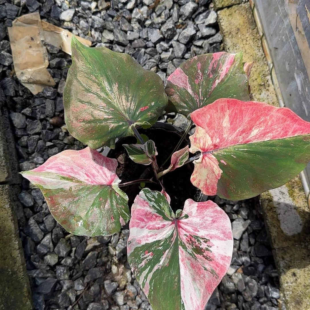 完全开放泰彩脱土发