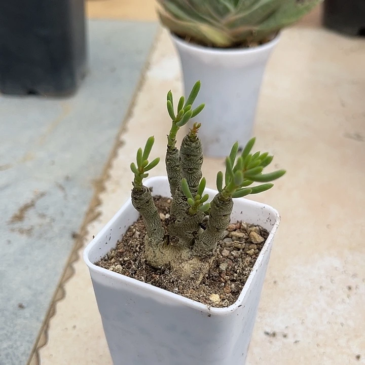 无花朵实生诱惑奇峰锦一物一拍