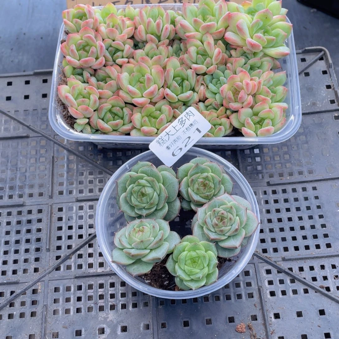 糕大上多肉植物621