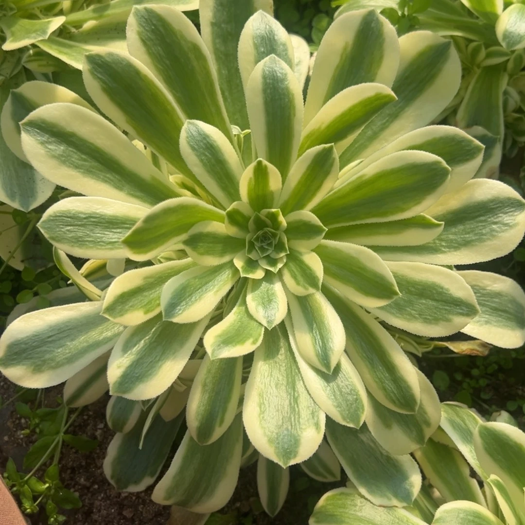 迈巴赫对肉植物手捧