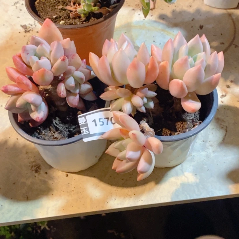 【闪购商品】№**s桃花源两颗1570