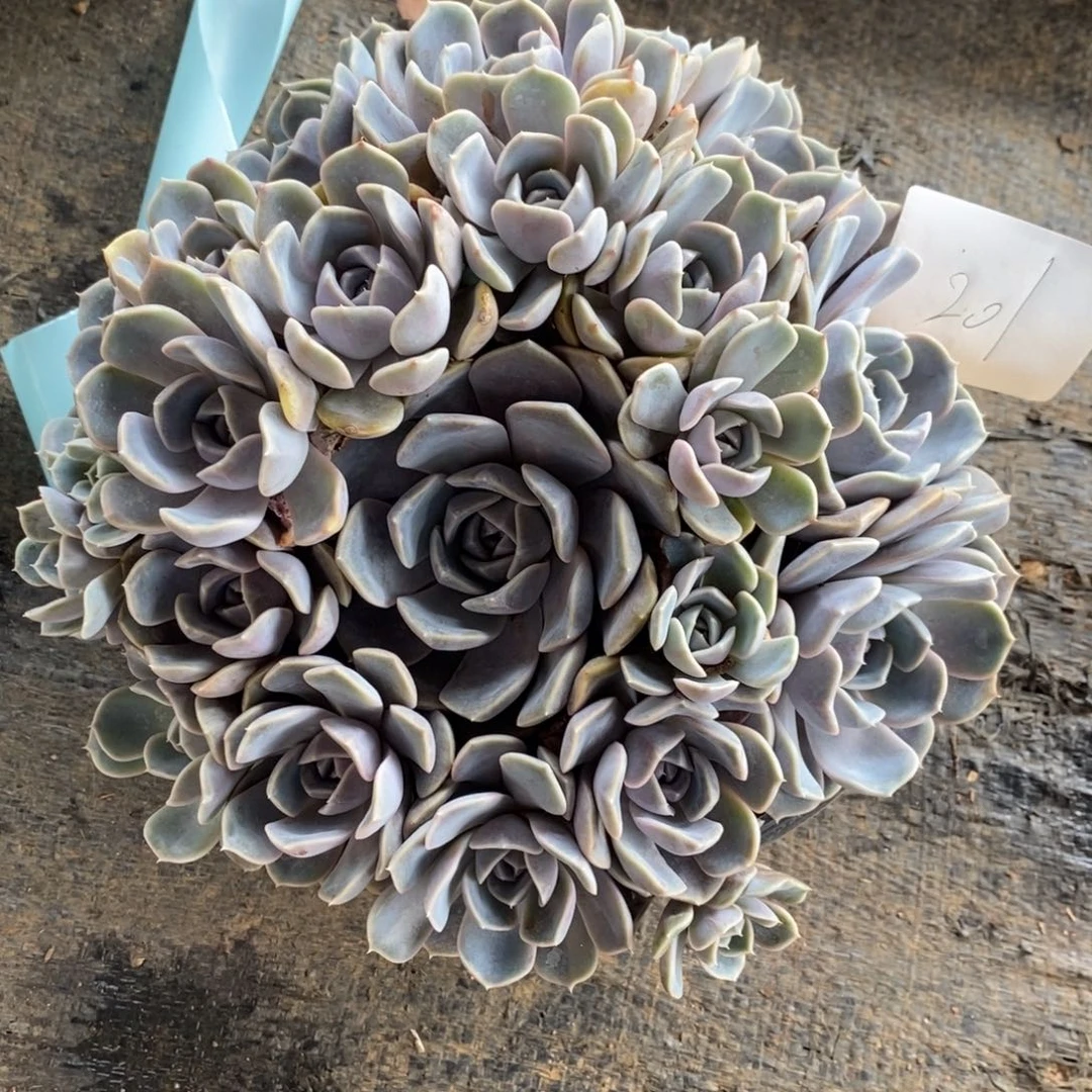 夏悦多肉8029-201汉堡