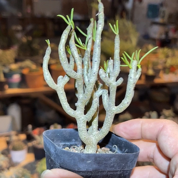 无花朵佛垢里奇峰锦一物一拍
