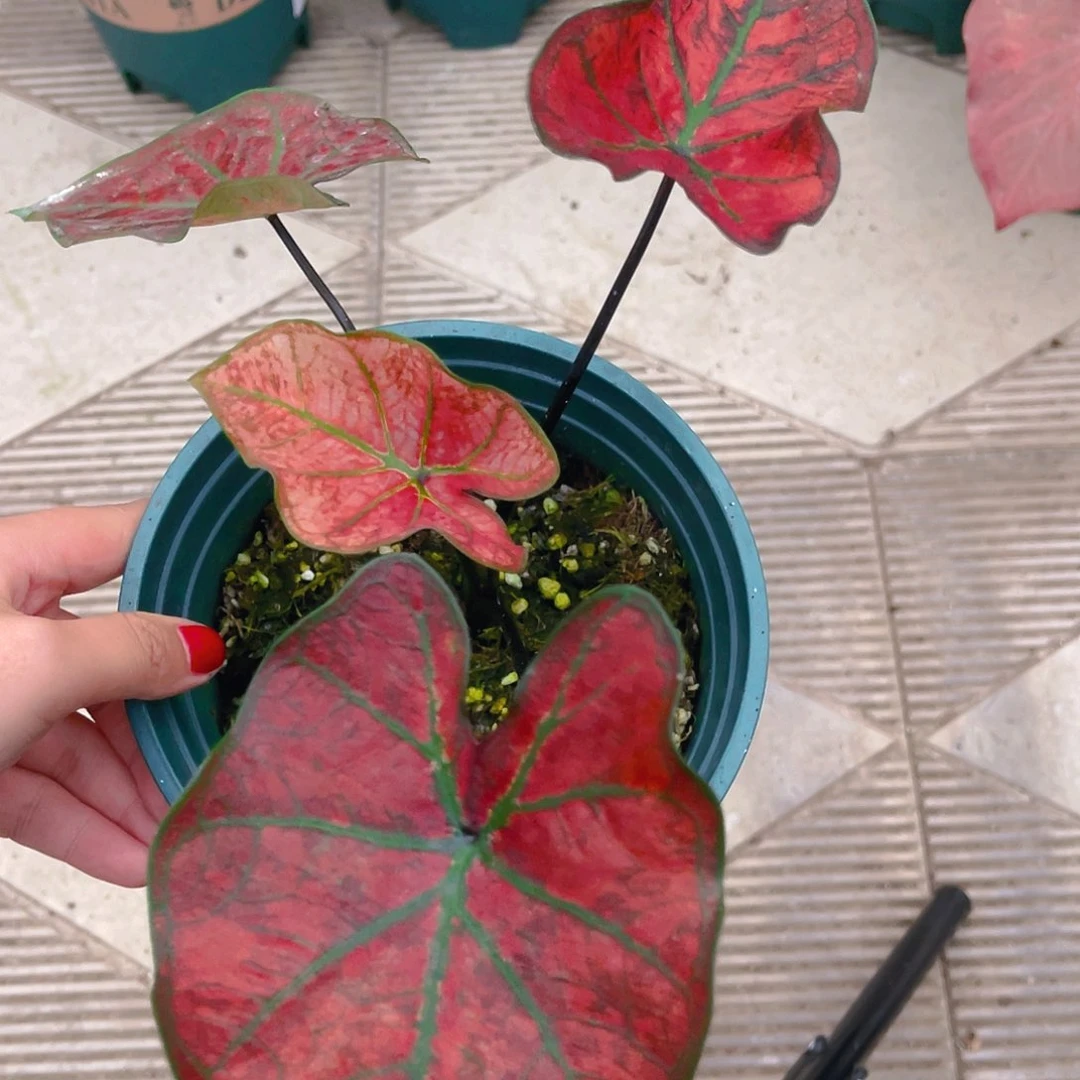 完全开放2045泰彩一物一拍