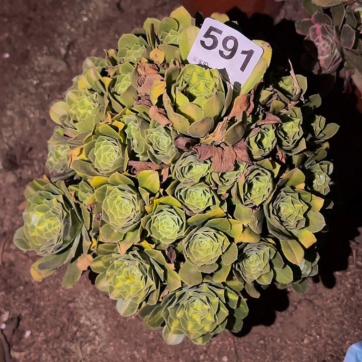 591夜光杯多肉植物不售后