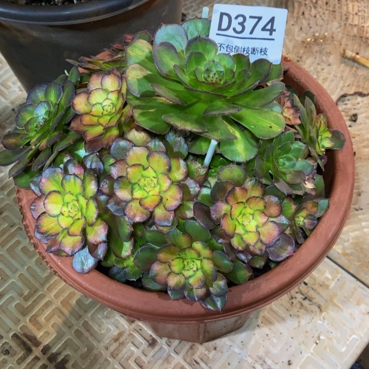 【闪购商品】紫***0374海王七彩多肉