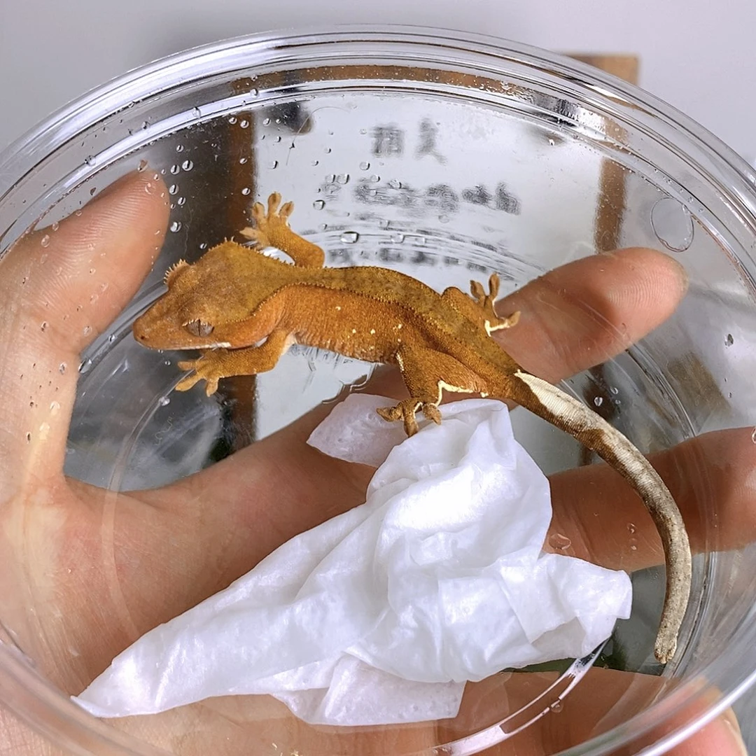 睫角守宫双红波点 大概率母