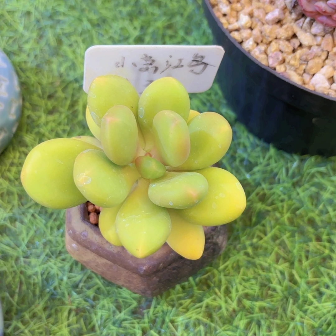 ****议云南金致家精品多肉