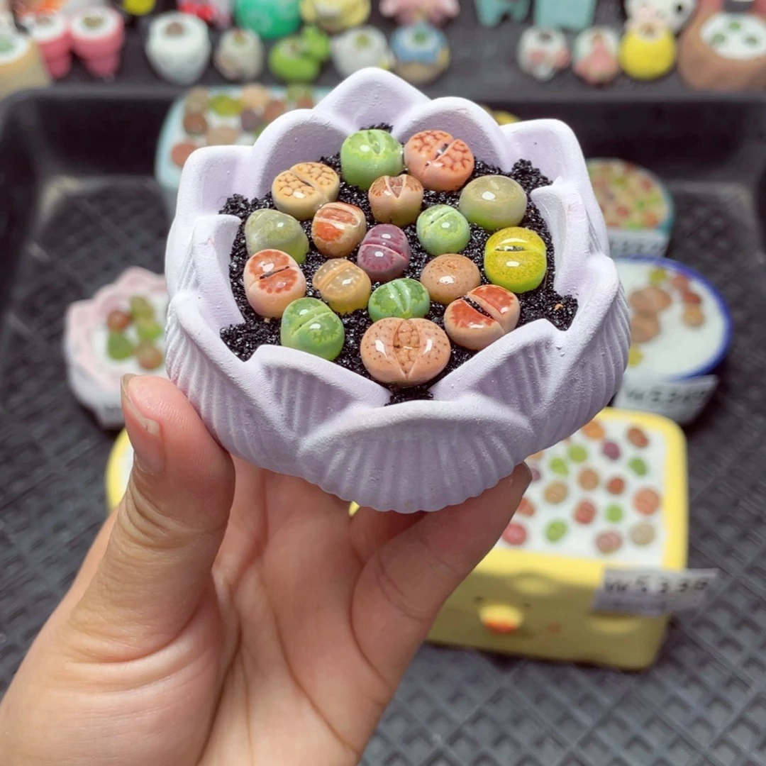 w5332 带盆土发货-零下地区拍保温箱