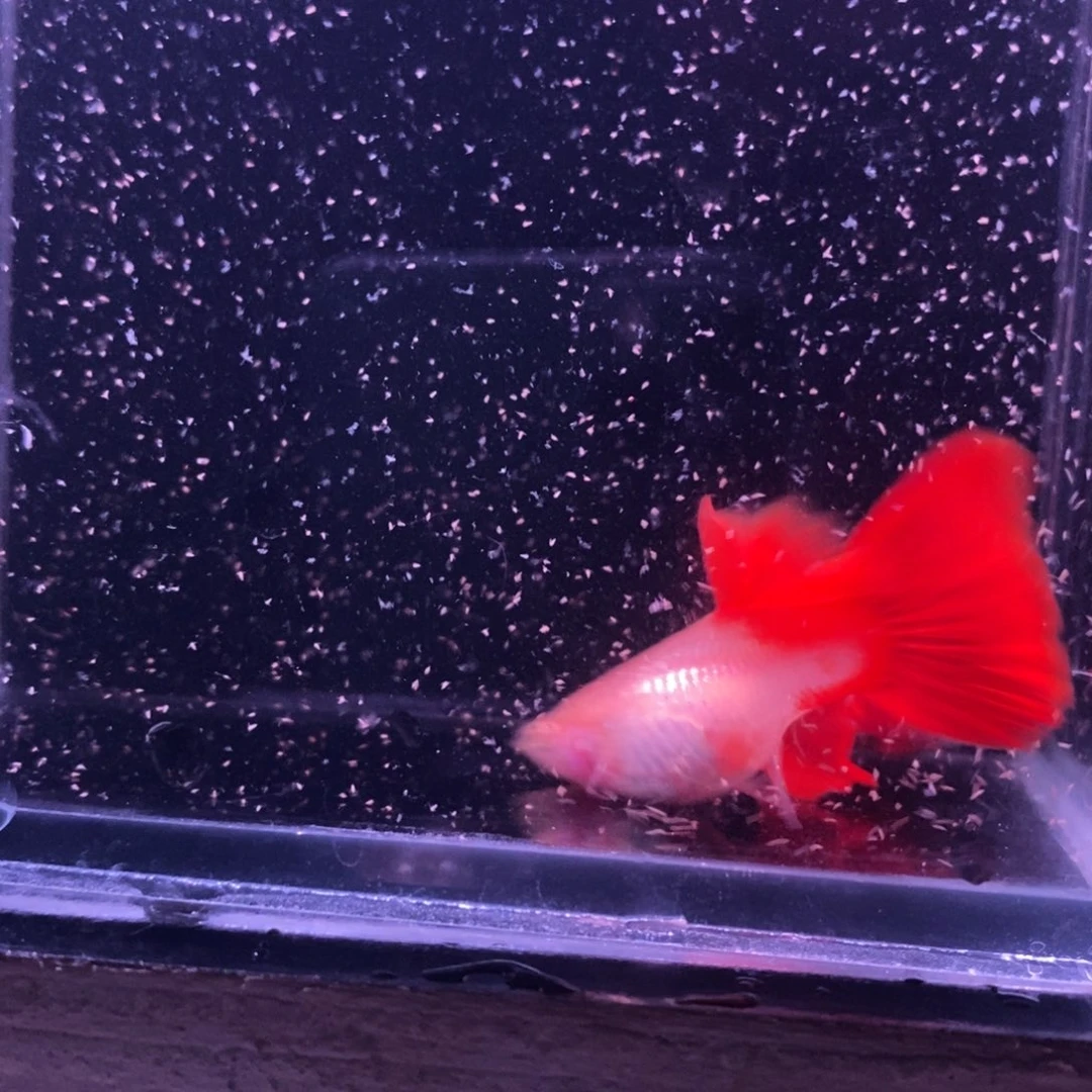 孔雀鱼精品血红一对