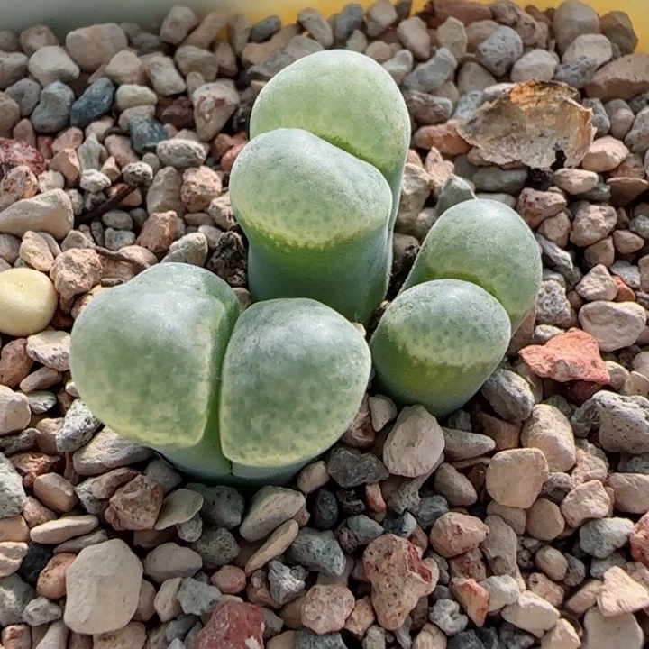 多肉植物绿体白窗麒麟9号