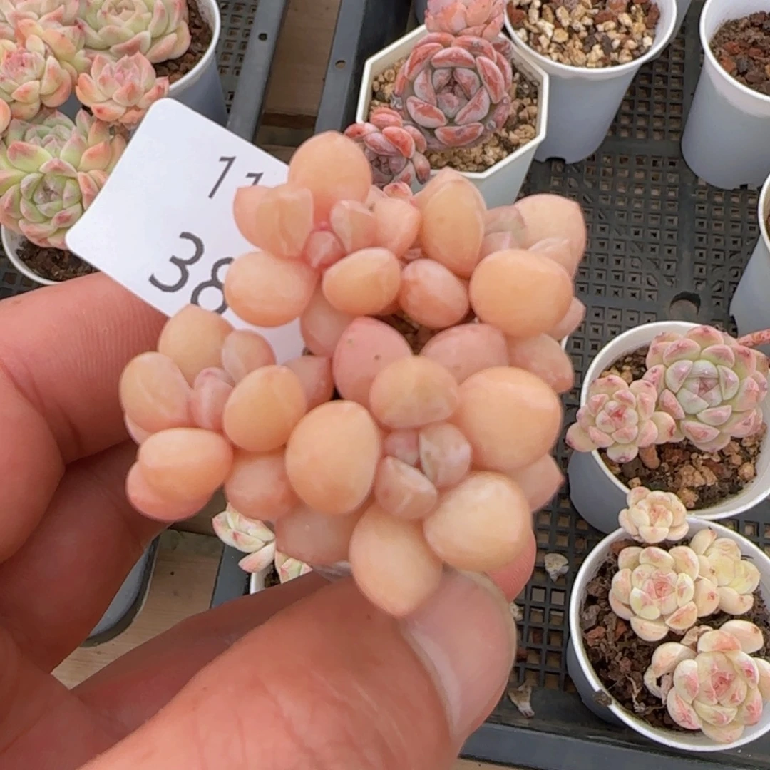 四头泡泡糖老桩一颗