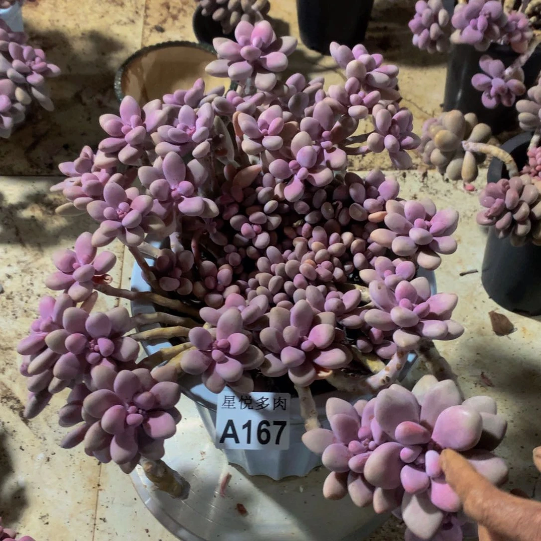 悦**好星悅多肉  A167