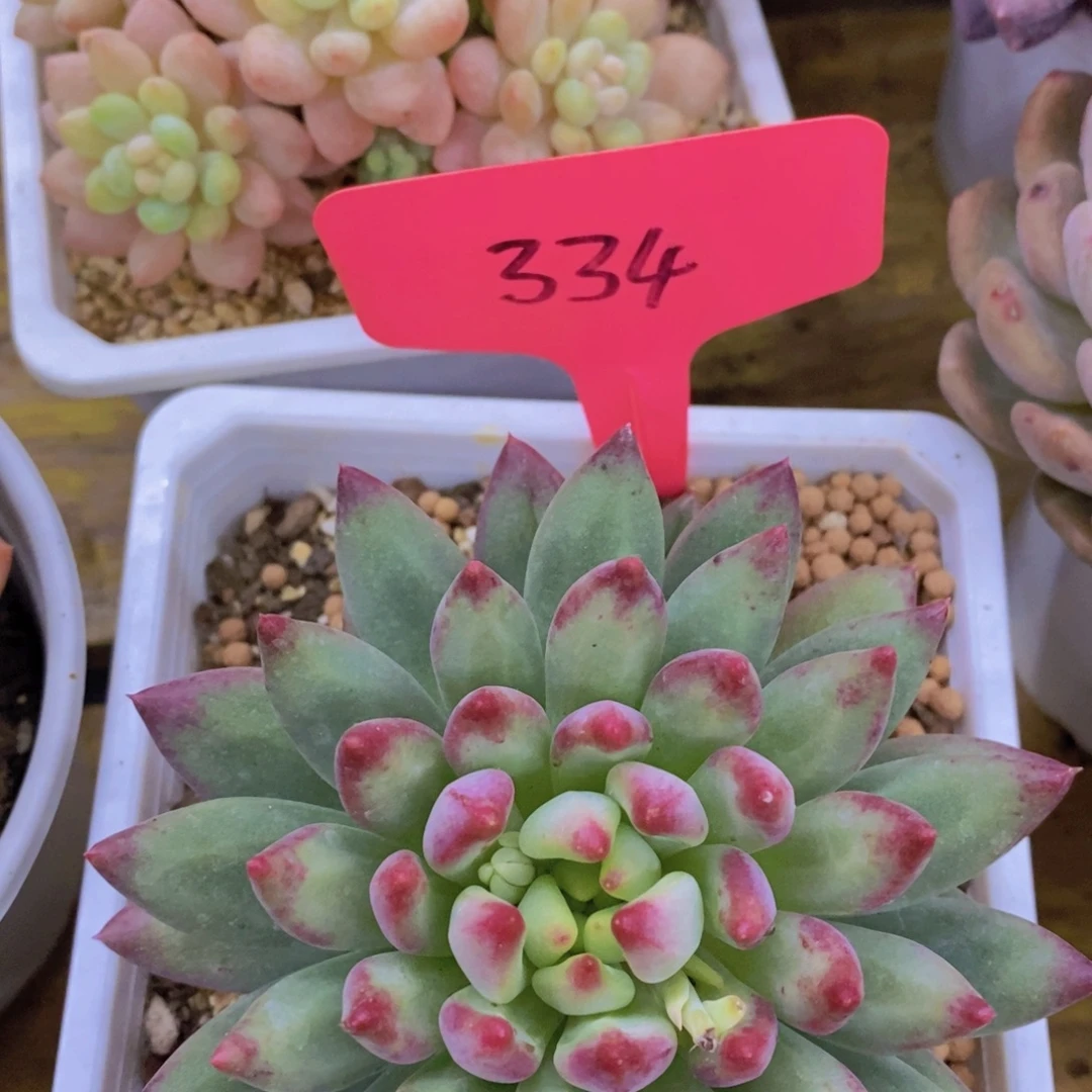 开心多肉，一图一拍