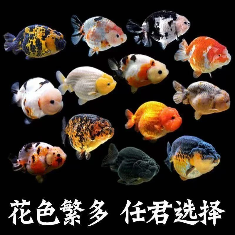 观赏鱼 小兰寿玛丽泰狮金鱼