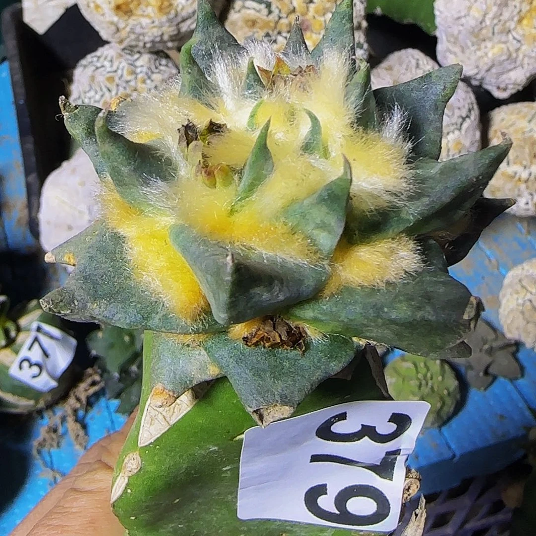 龙牙379仙人球开花