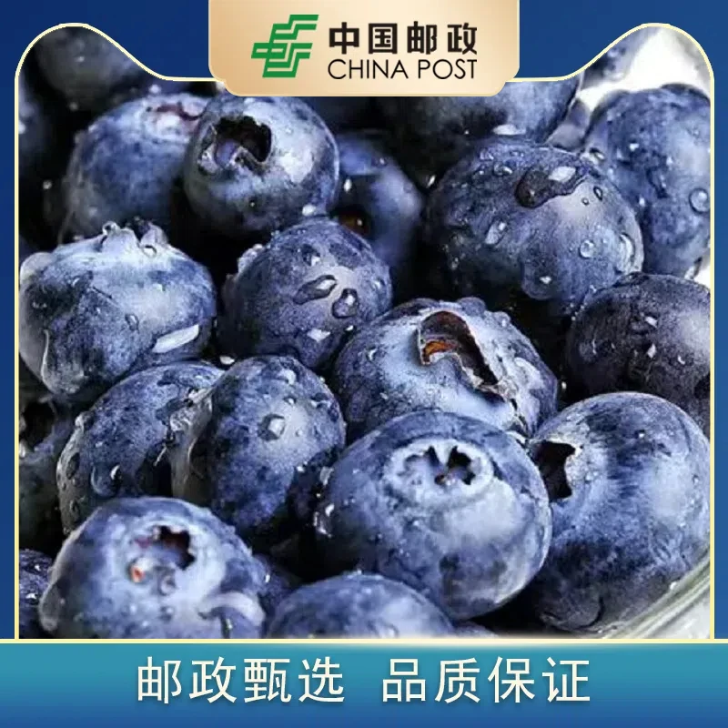 【邮政自营】L25蓝莓纯甜无酸蓝莓新鲜香甜多汁营养孕妈宝宝100g/盒