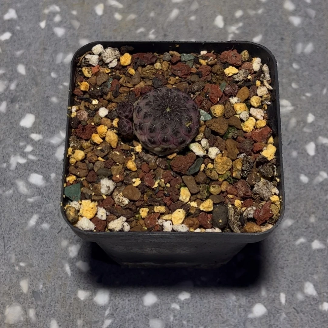 侧芽扦插繁殖带盆发货