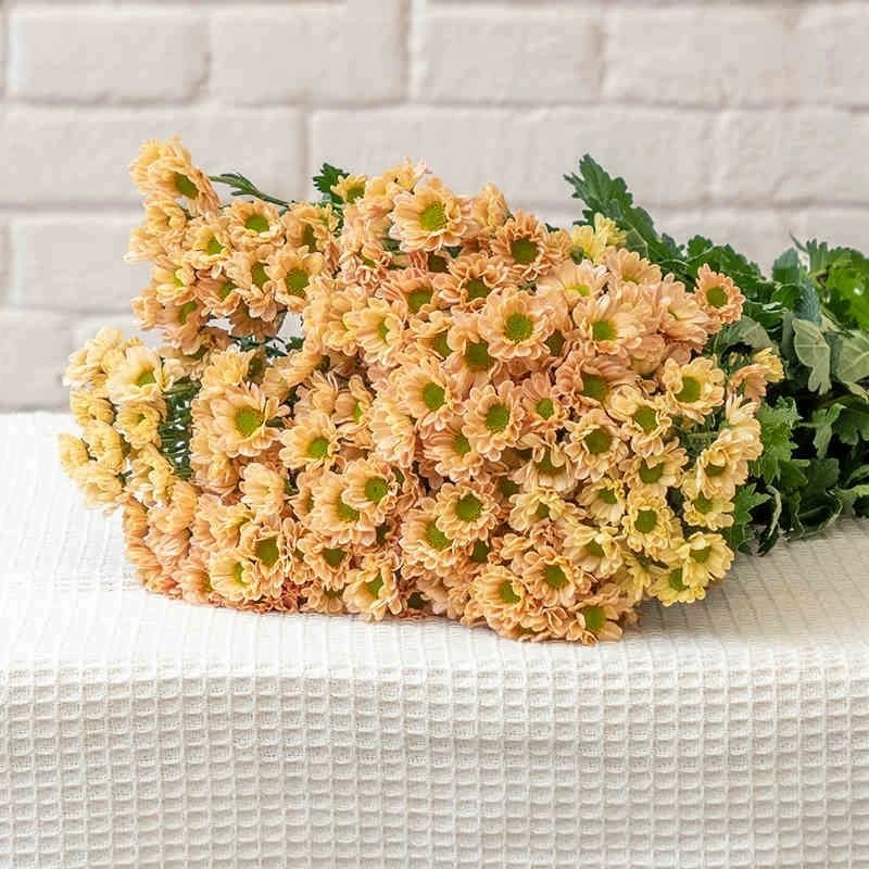 雏菊鲜花云南基地直发马蒂斯香草蓝莓插花家居表白花期长粉三文鱼