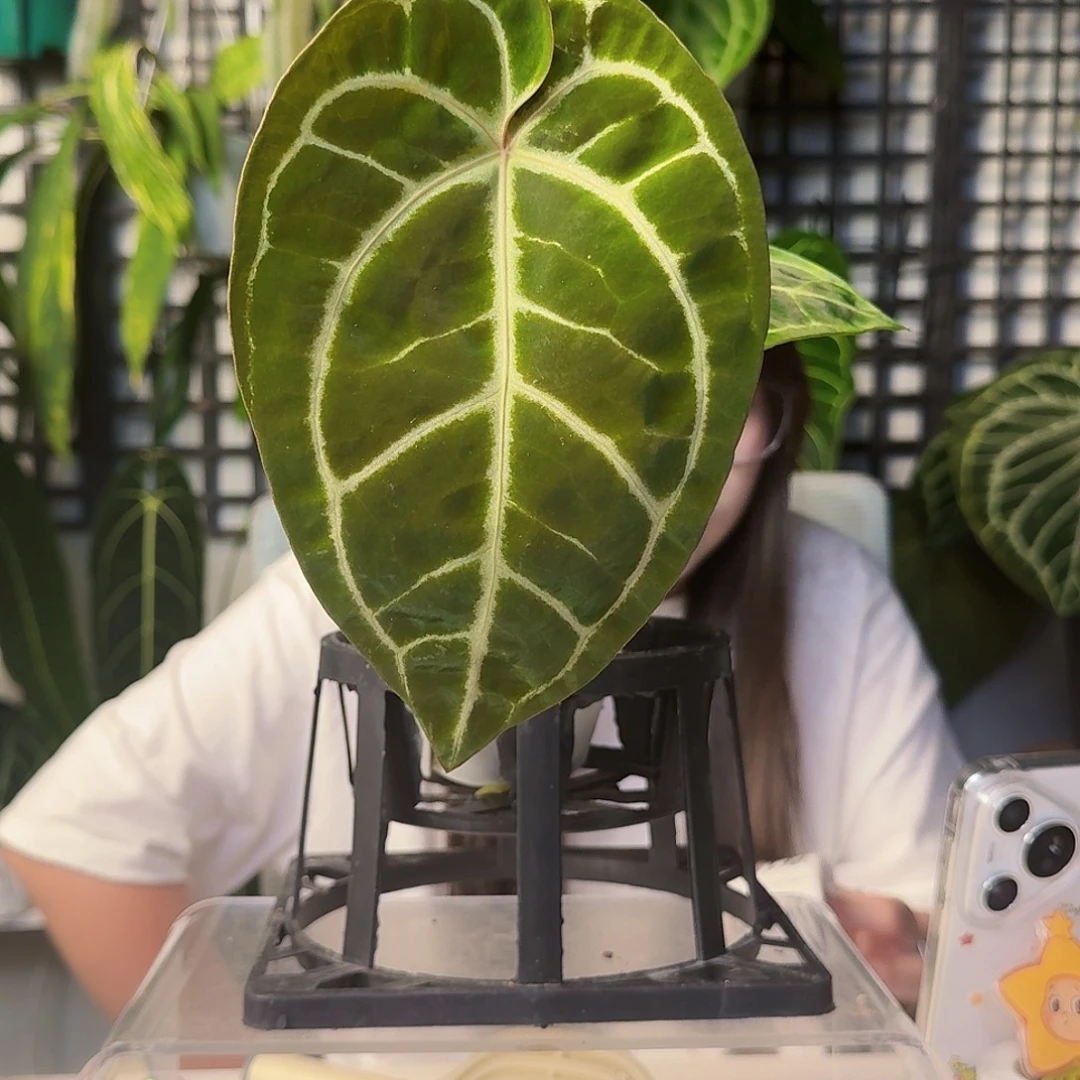 梨***啊无花朵一物一拍W198