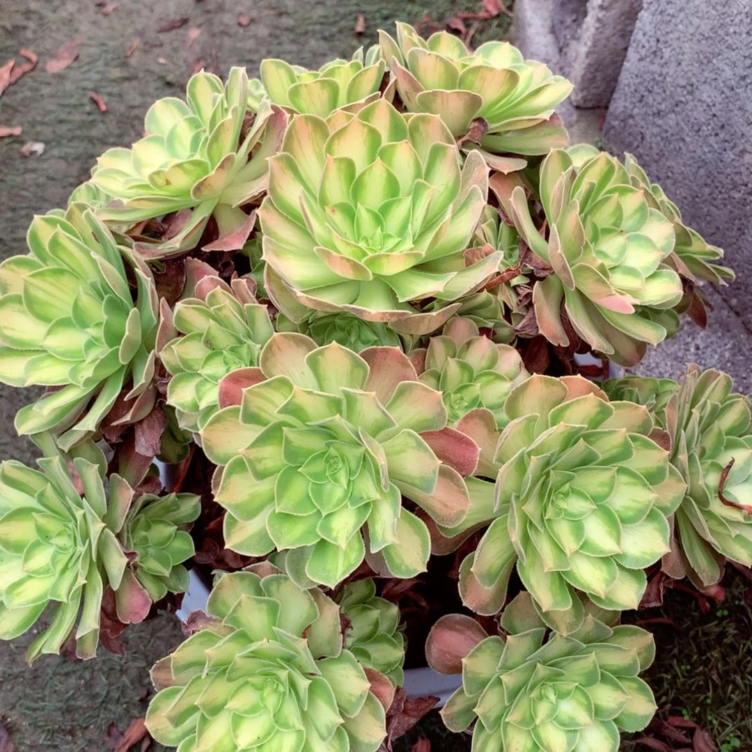 韶华老桩，多肉植物