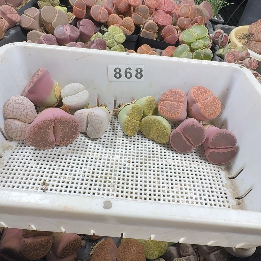 S****✨生石花一物一拍9颗868