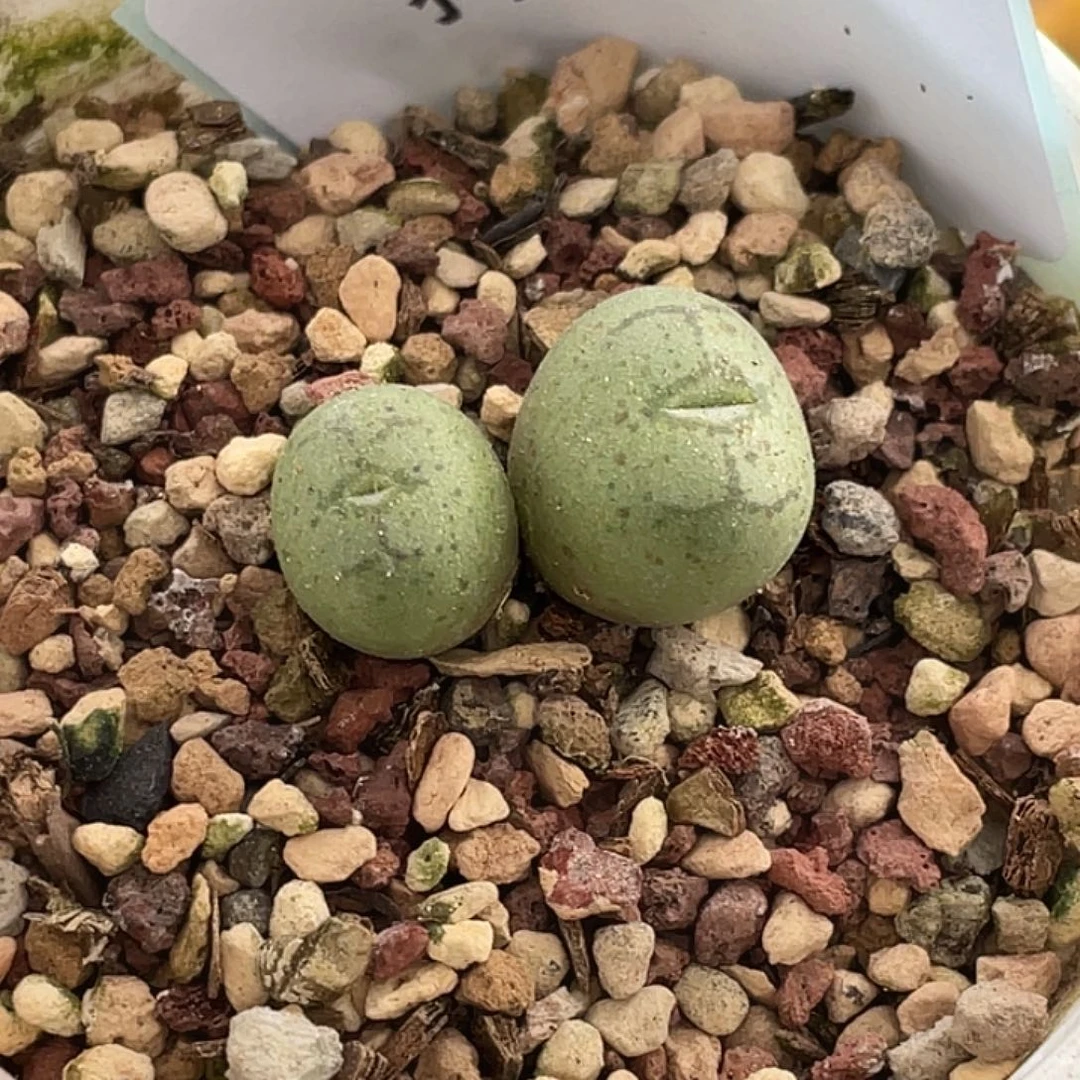 成***漂23-76肉锥多肉植物