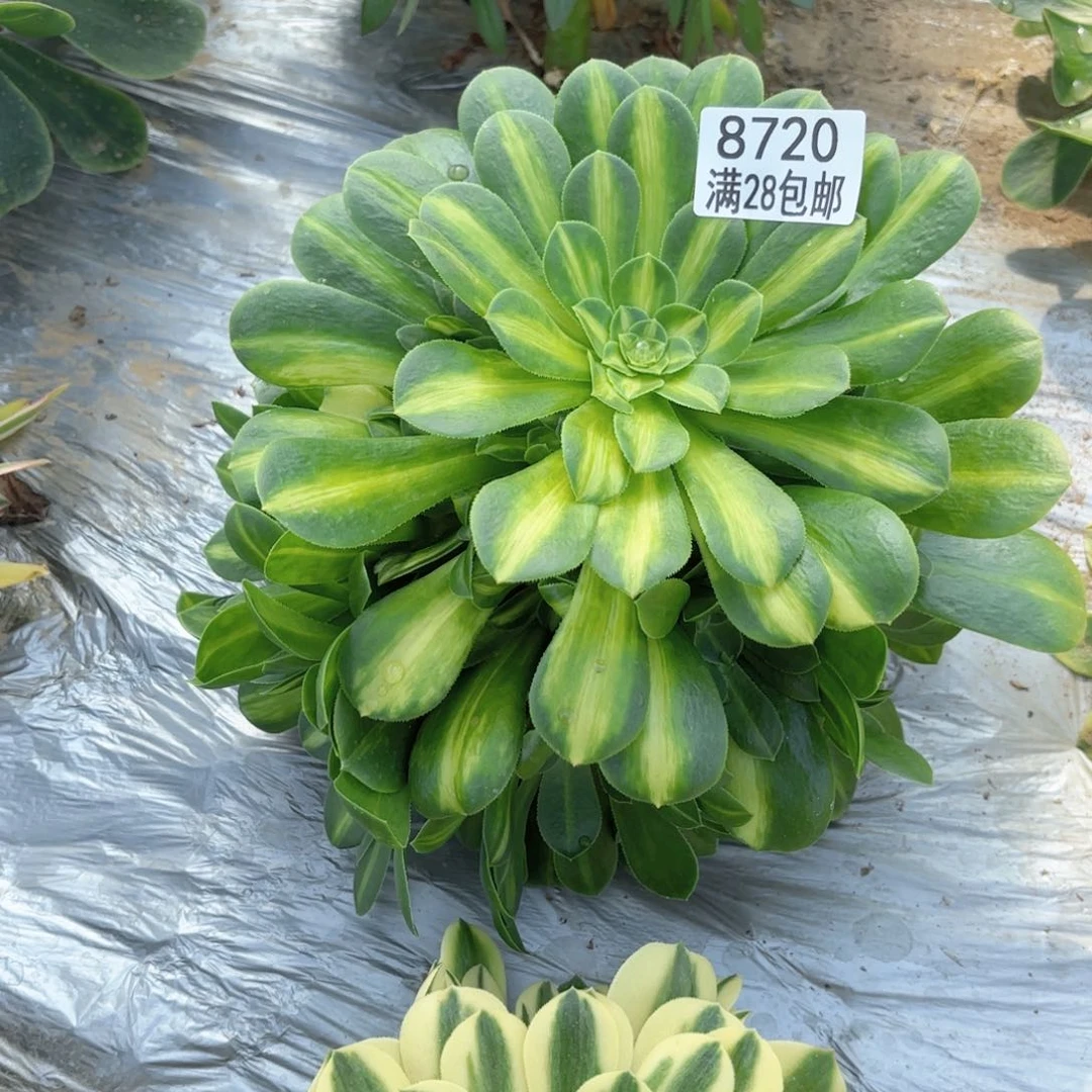 X. 8720翡翠琉璃多肉