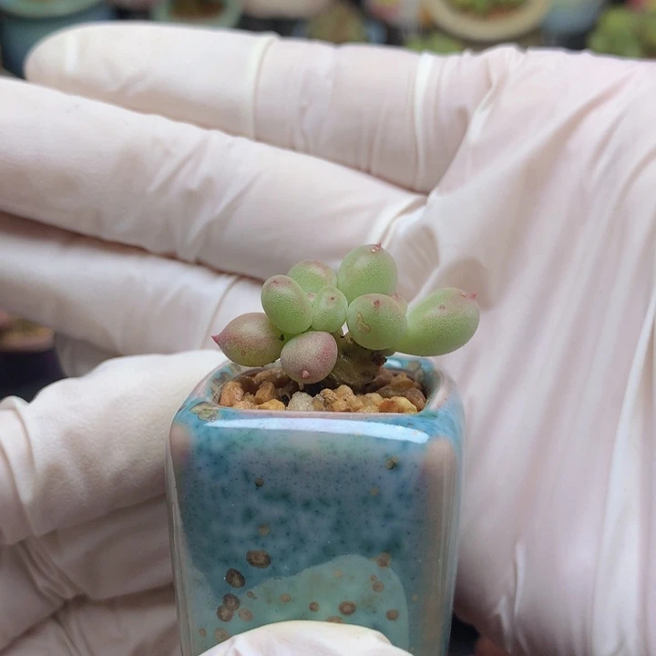 ****车萤火虫 紫霞 一物一拍