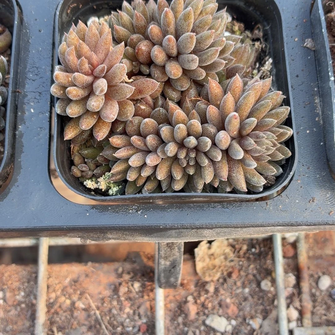 滇石莲多肉9.9包邮发货