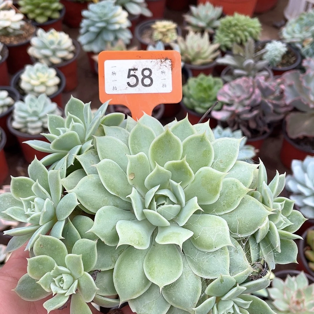 記***〃58号多肉植物盆栽