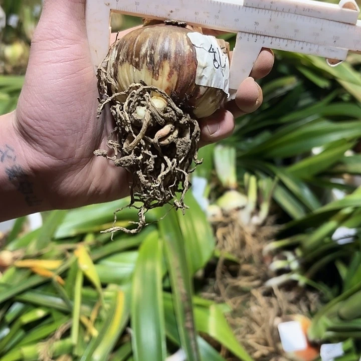 完全开放混乱6厘米左右