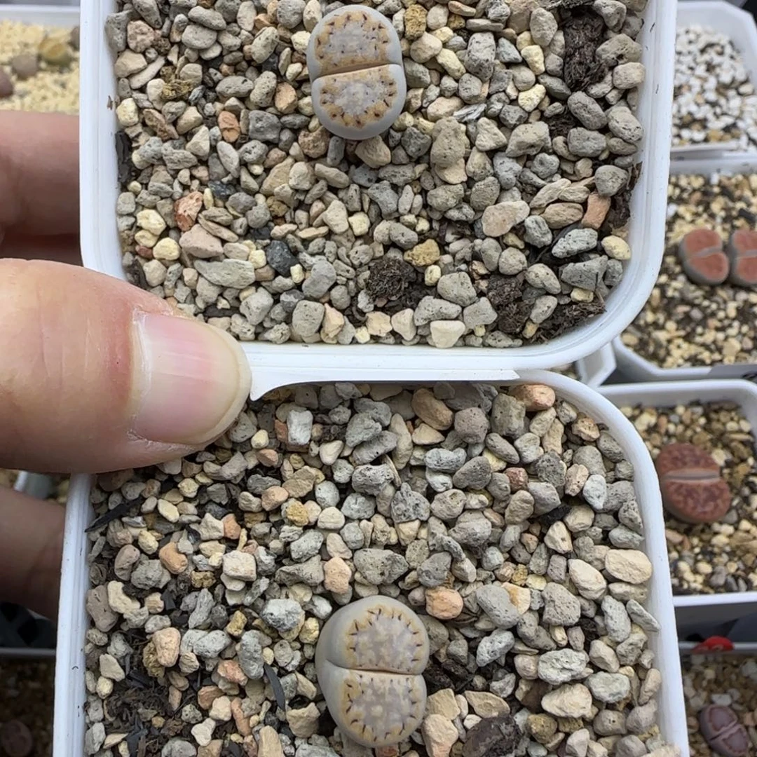 133饼干清框福利30包邮