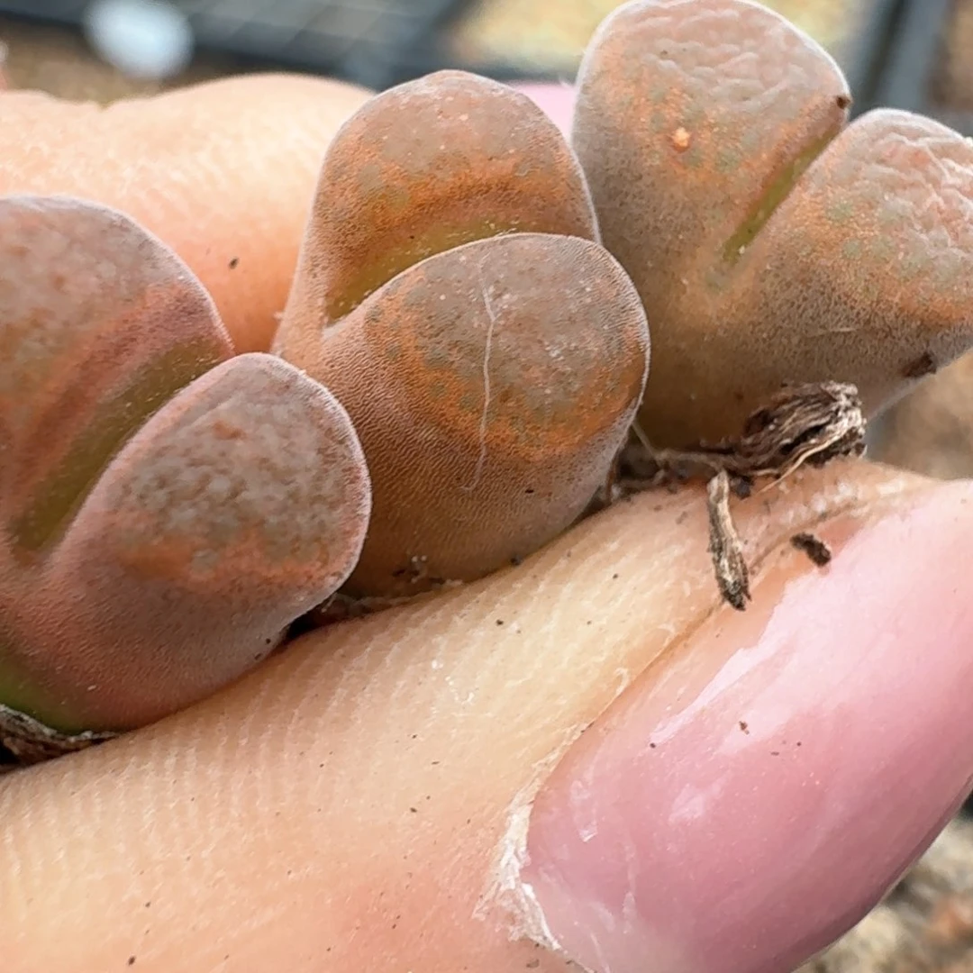 稚*212三颗000000000