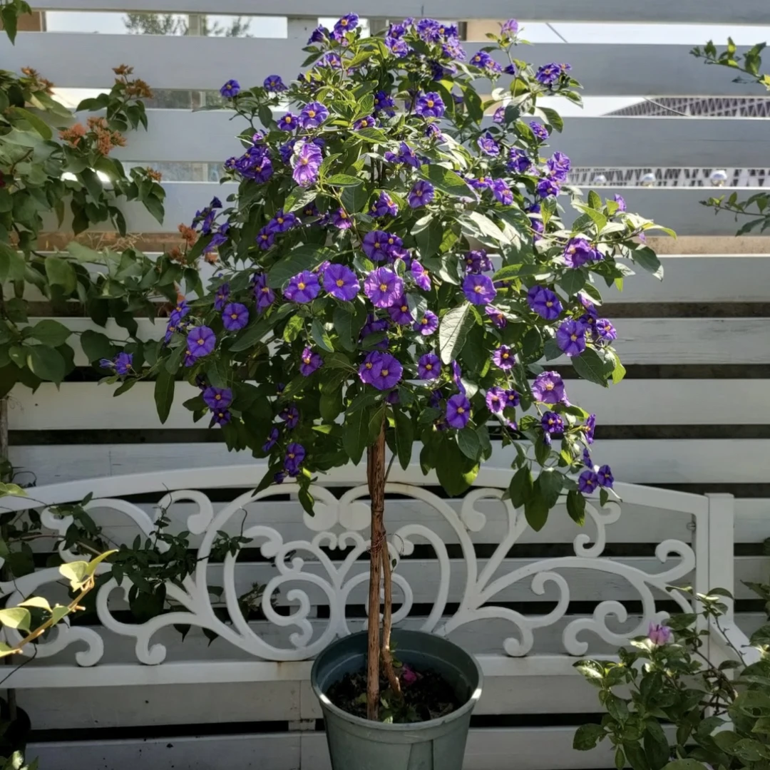 蓝花茄棒棒糖盆栽种植花园庭院阳台室外易养护观赏植物