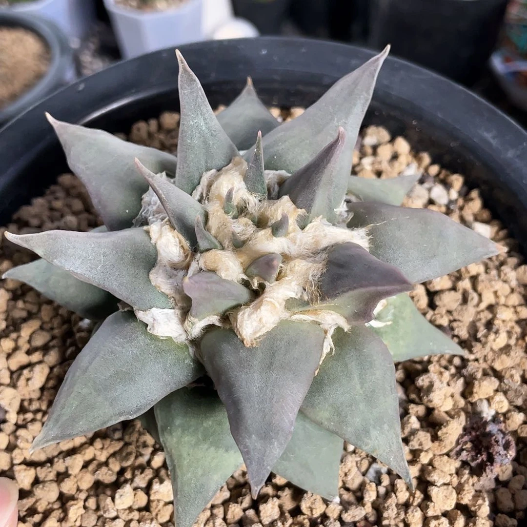 33号自根三角牡丹