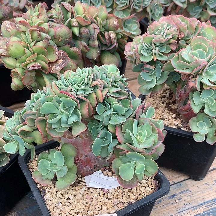 莫妮卡缀化 多肉植物，9.28号发