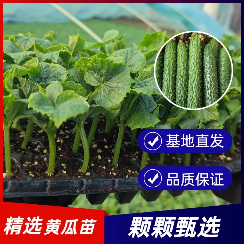 【30颗精选优质黄瓜苗】水果黄瓜蜜刺黄瓜秧苗大全基地直发品质保障