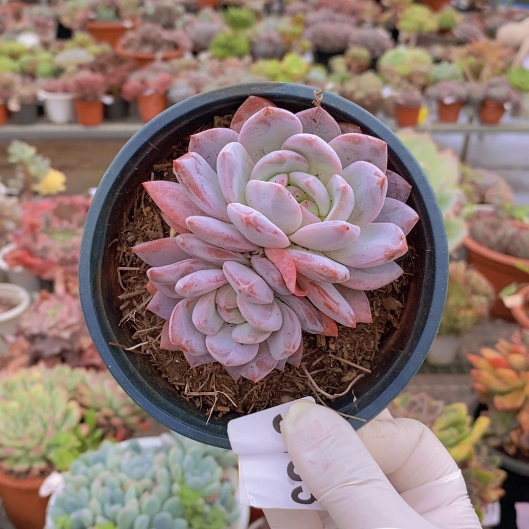 9433奶盖双头一物一拍