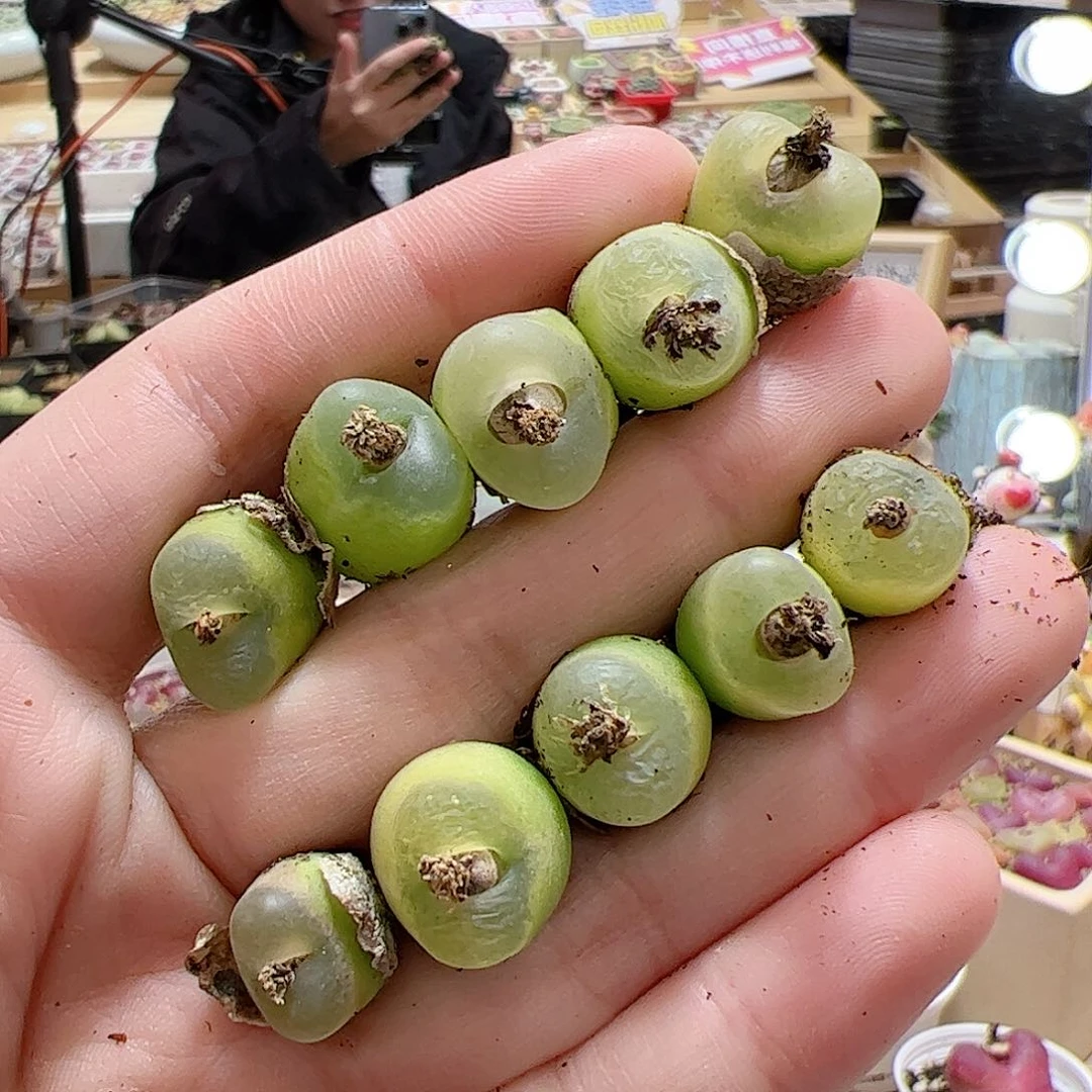 【闪购商品】70 o泡