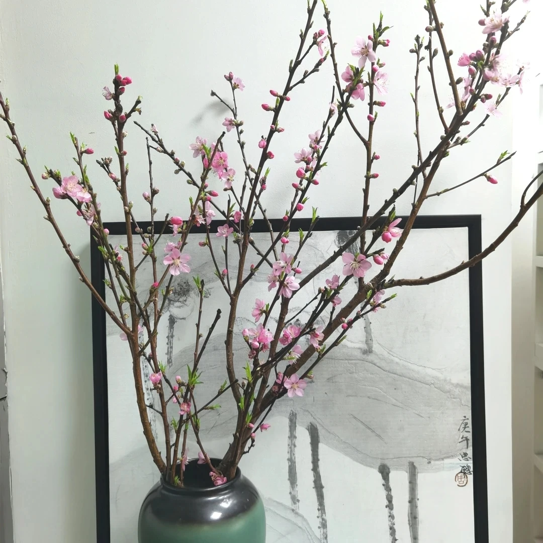 花中圆 桃花鲜切枝,颜色艳丽,花枝俏。