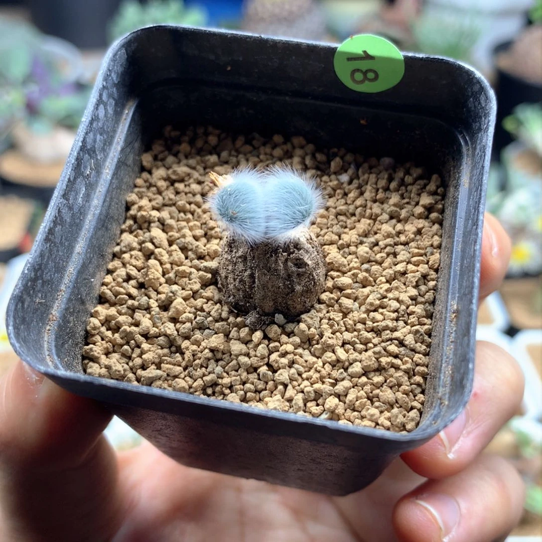 毛叶石蒜多肉带盆发货