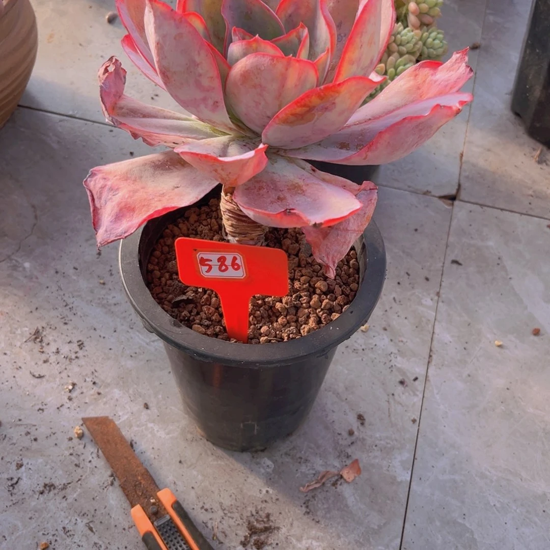 岚****室肯尼迪586多肉植物