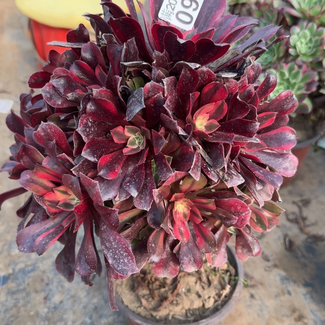 蒙娜丽莎096满20包邮断枝不包